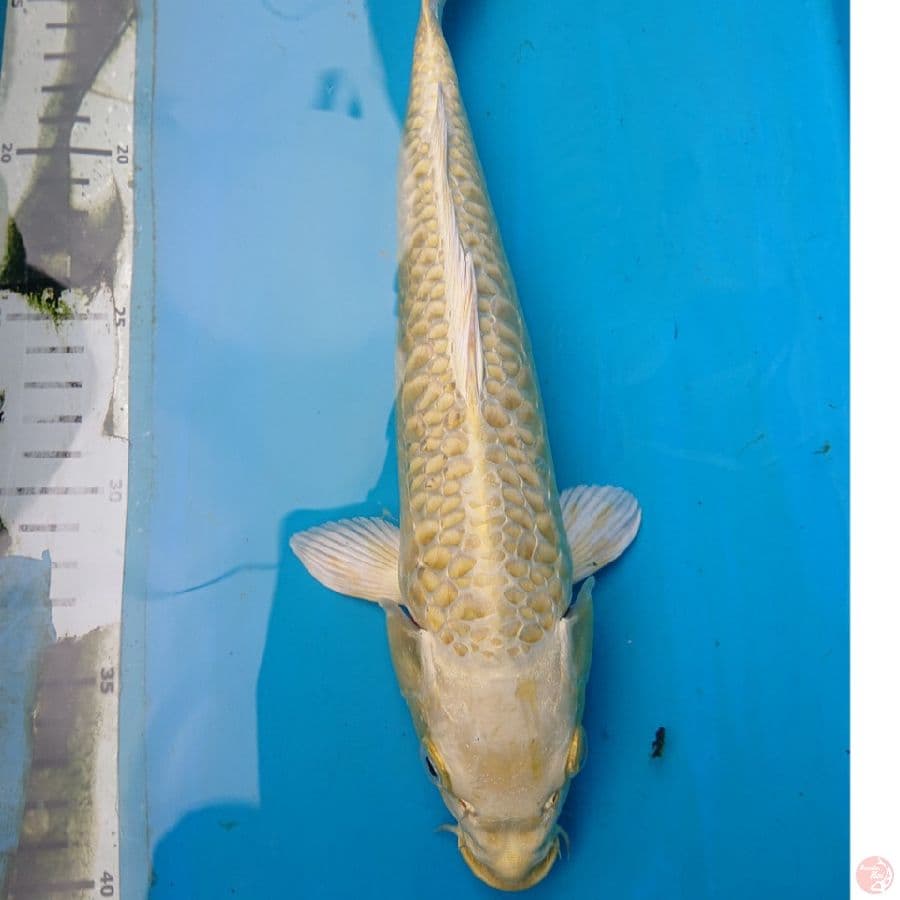 Ogon sisik Naga 29 cm