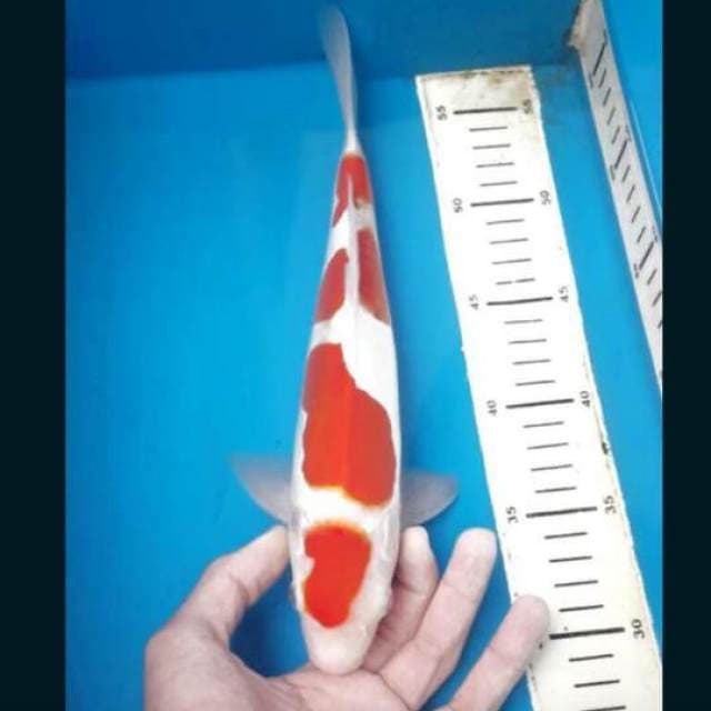 Kohaku doitsu 35cm, mantap!