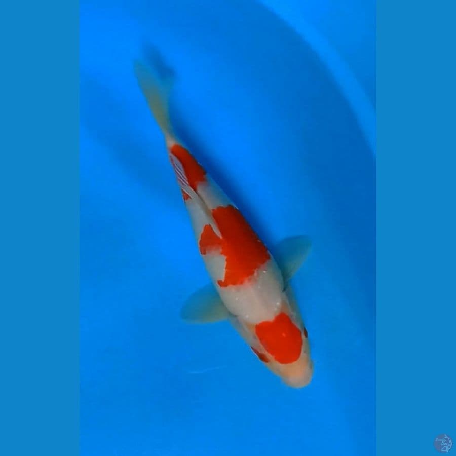 maruten kokhaku bulky
