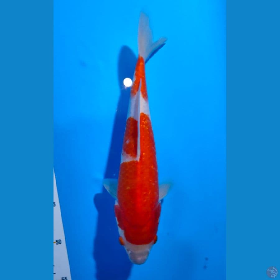 2. Kohaku 2 Step