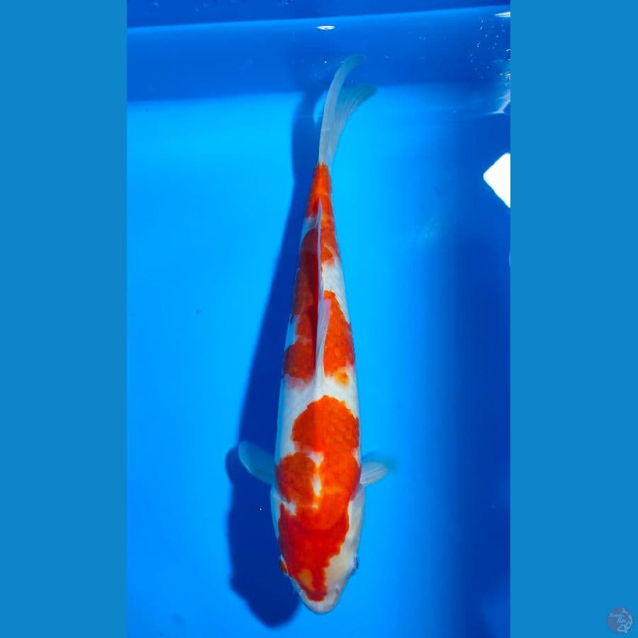 3. Kohaku