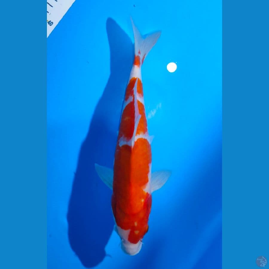 5. Kohaku 4 step