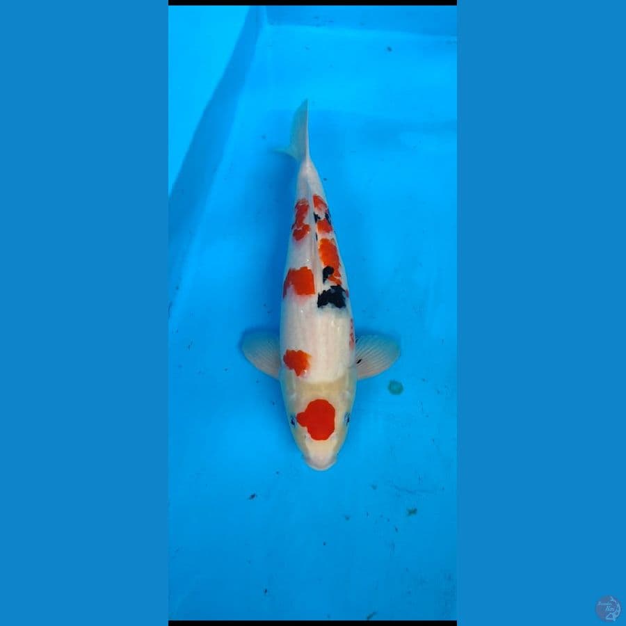 maruten sanke original.... 42cm