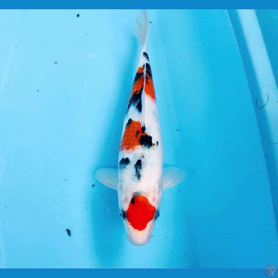 maruten sanke, male 23 cm