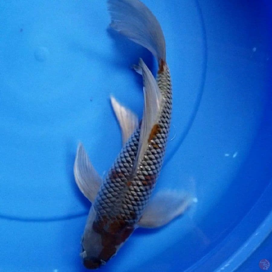OCHIBA KUMPAY 35 CM MALE