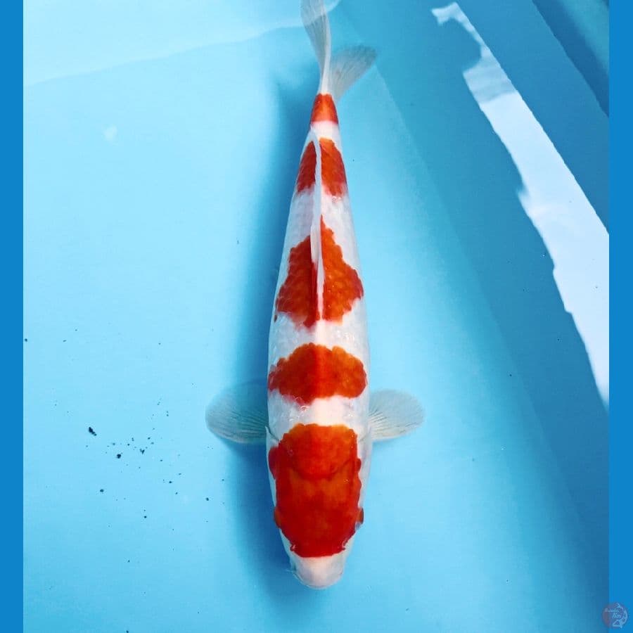kohaku, male 29 cm