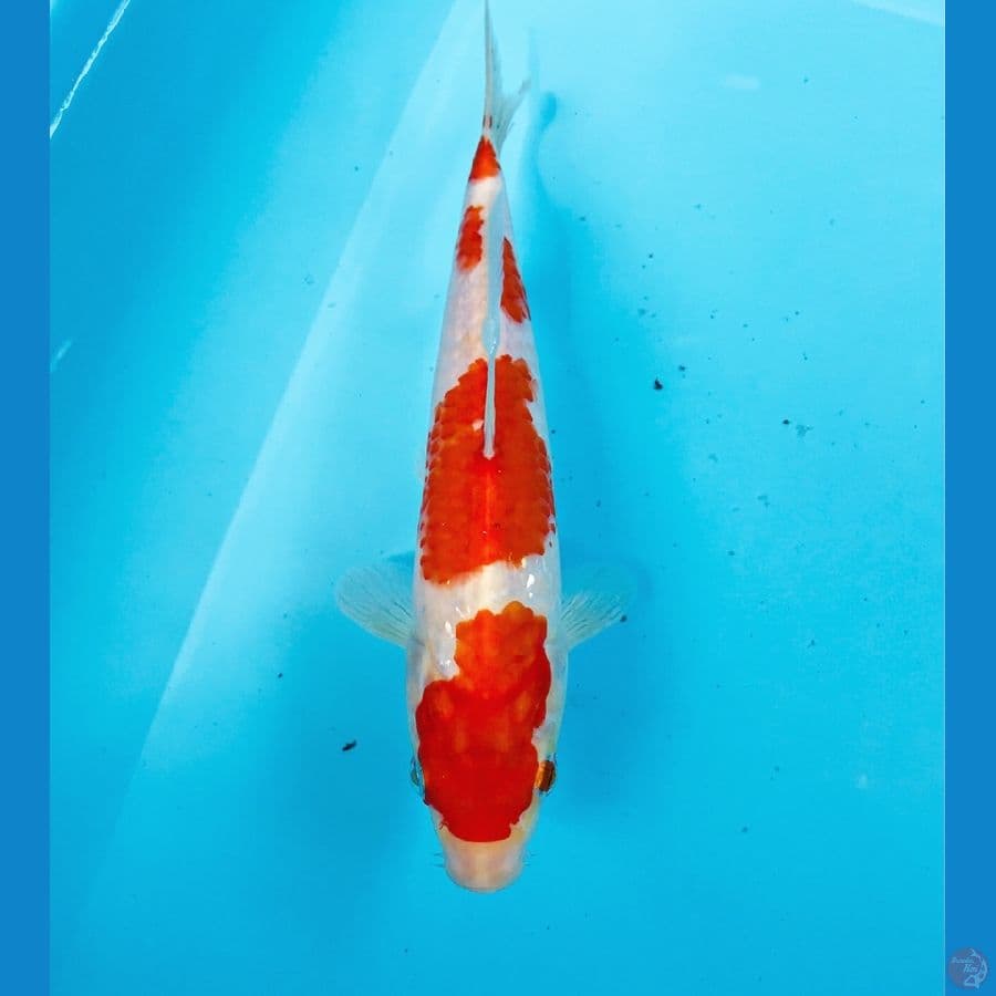 kohaku, 23 cm