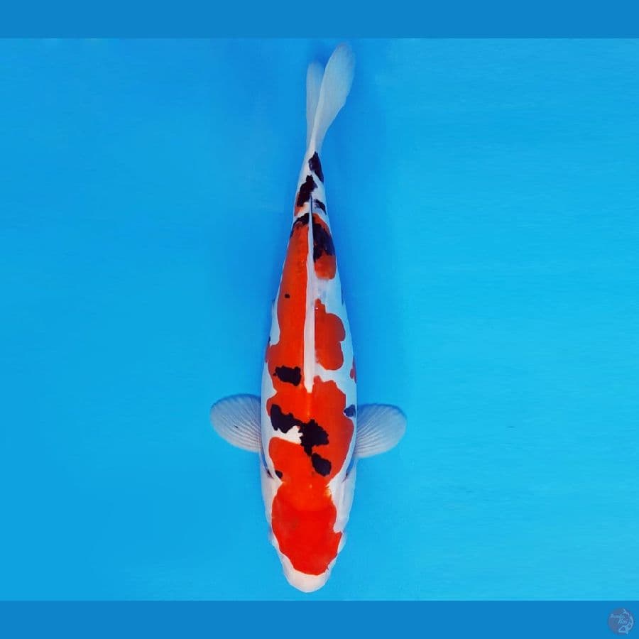 KENZEI 2 ~ SANKE DOITSU MURNI 33 cm/fm ™