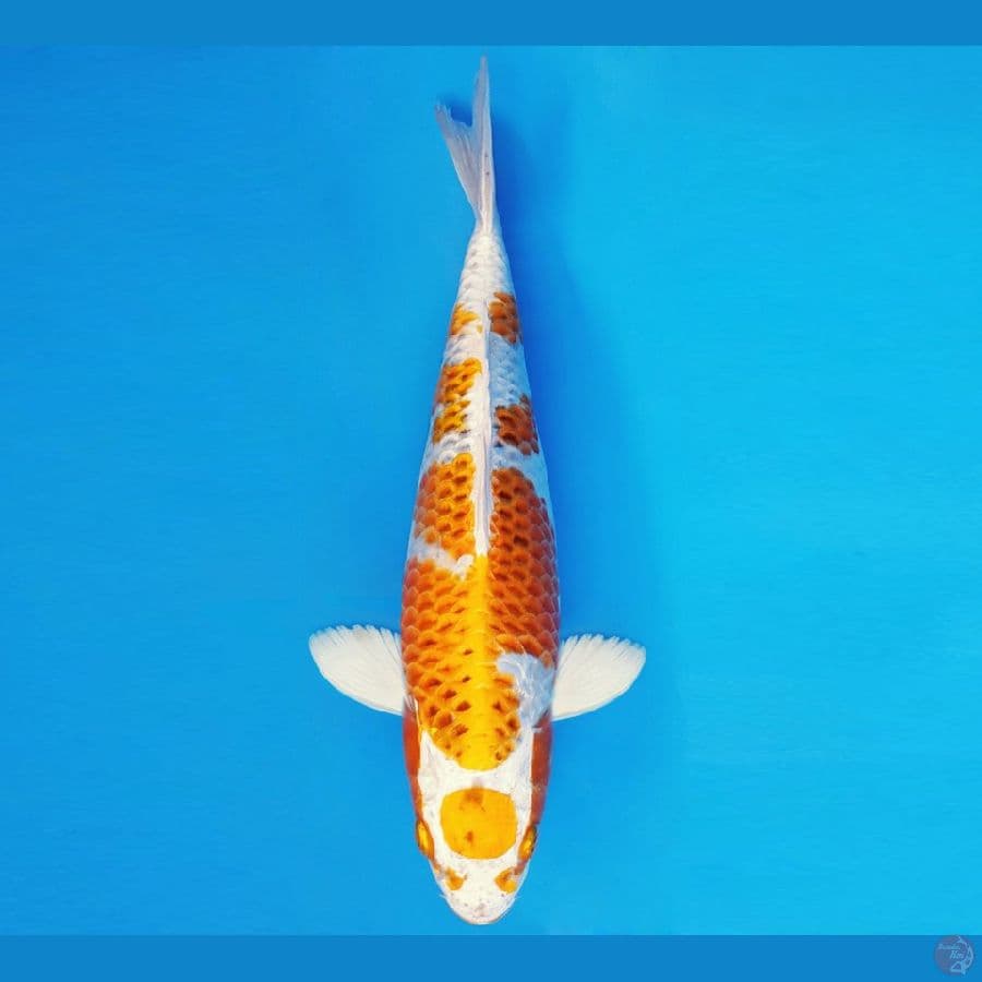 KENZEI 5 ~ MARUTEN KUJAKU 33 cm/fm ™