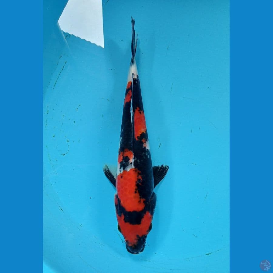 showa 29cm
