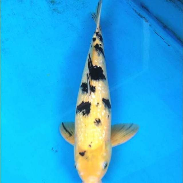 Bekko Ginrin 45 cm