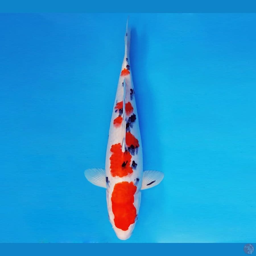KENZEI 7 ~ SANKE 35 cm/fm ™