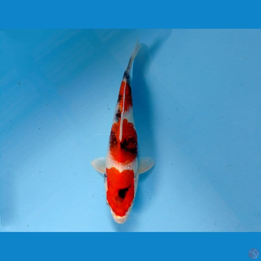 showa hikari 19cm