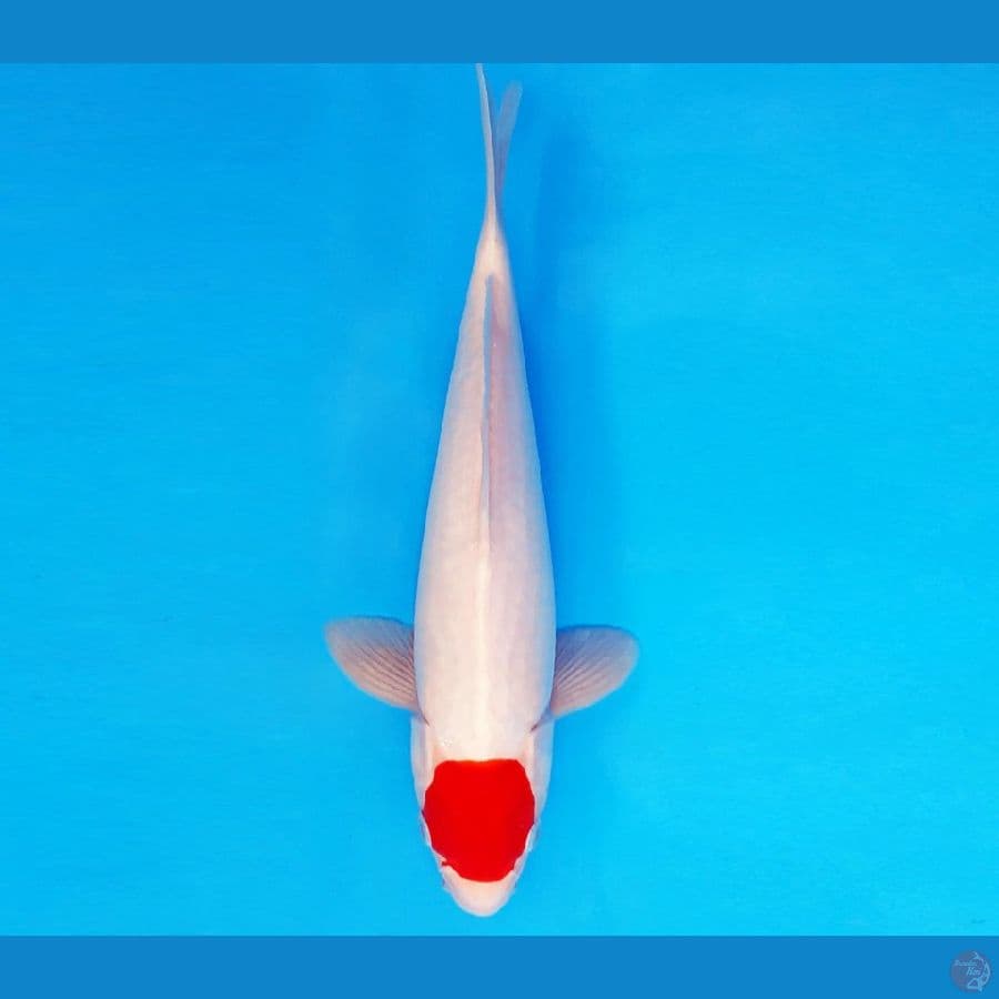KENZEI 8 ~ TANCHO 30 cm/male ™