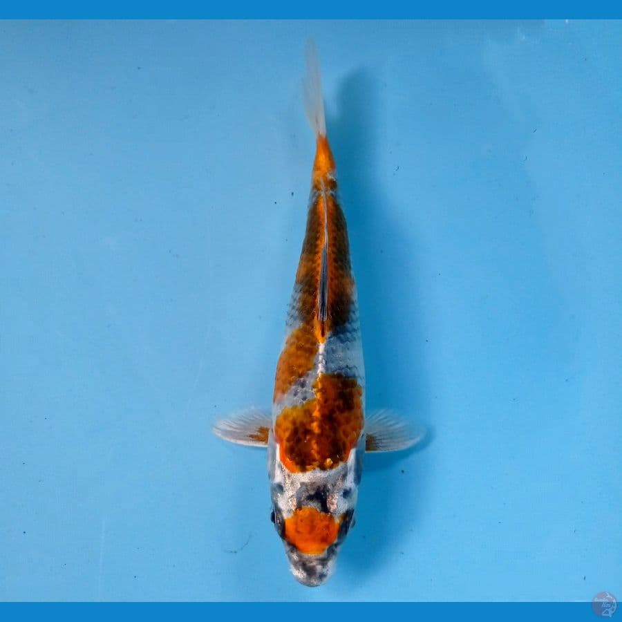 showa hikari 18cm