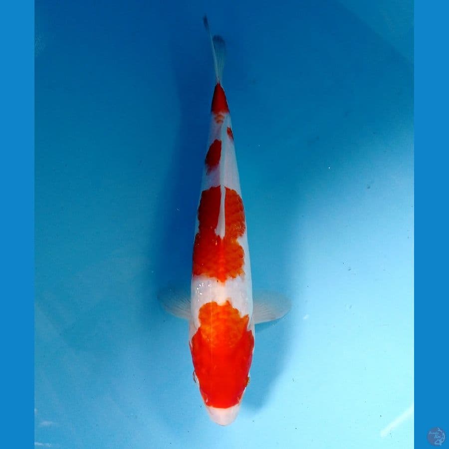kohaku 30cm