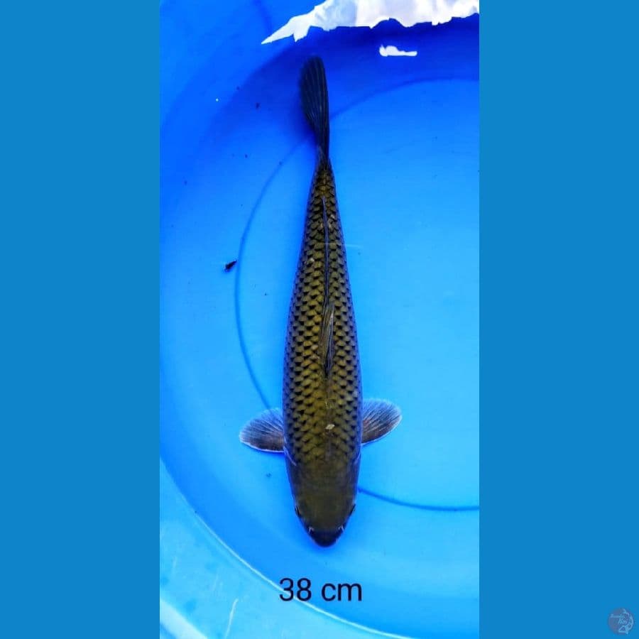 Midori punuk 38 cm