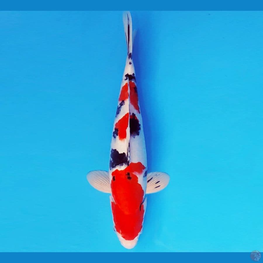 KENZEI 11 ~ SANKE 30 cm/male ™