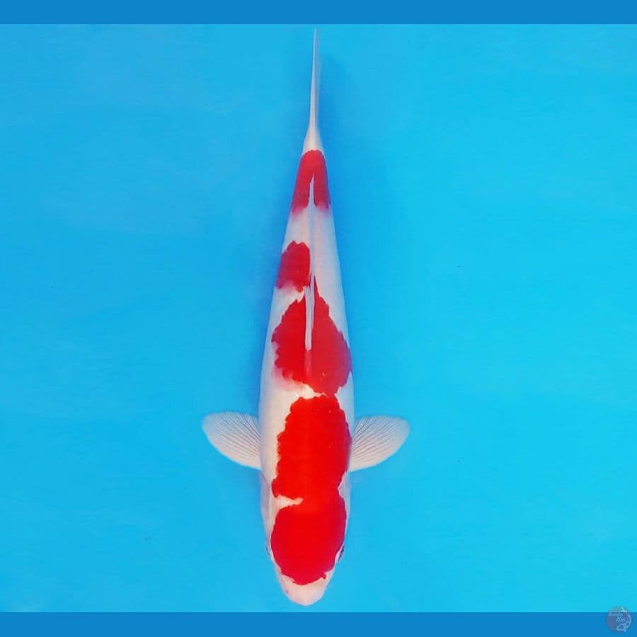 KENZEI 13 ~ KOHAKU 29 cm/male ™