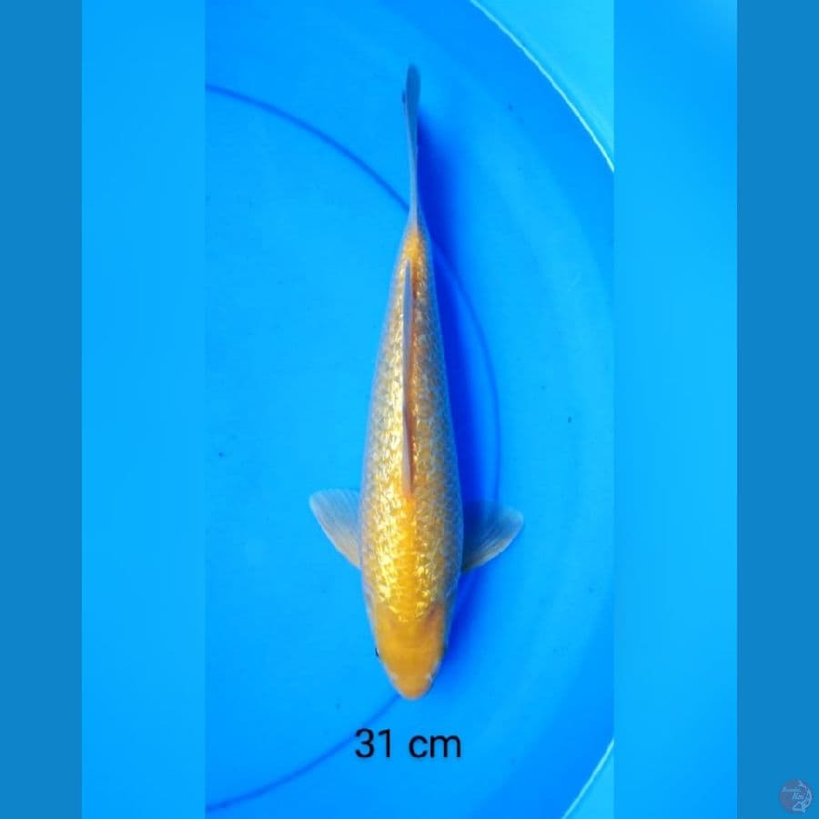 Karashi ginrin punuk 31 cm