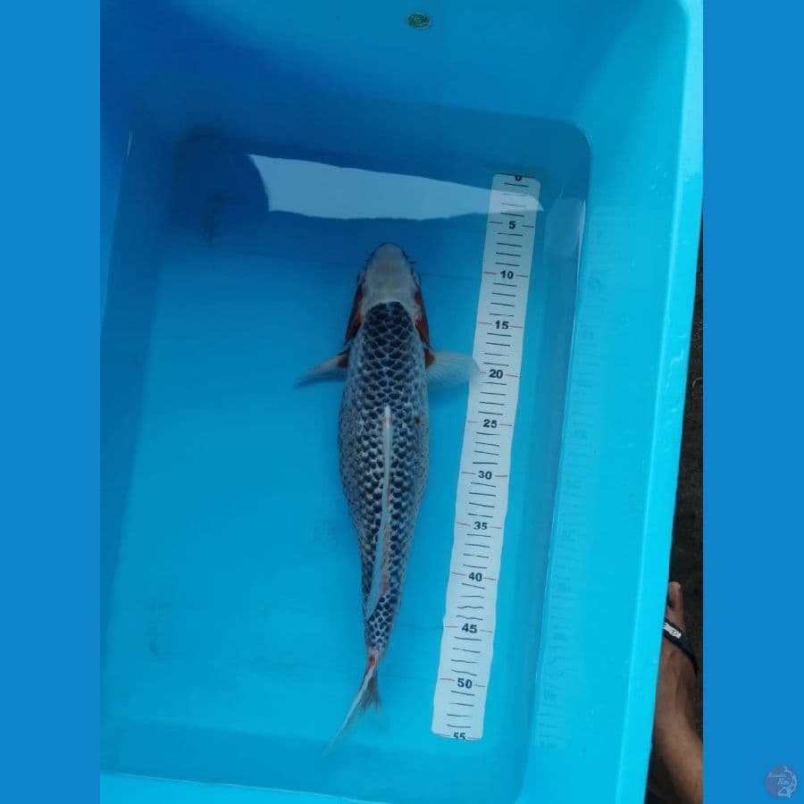 Asagi jumbo 46 cm