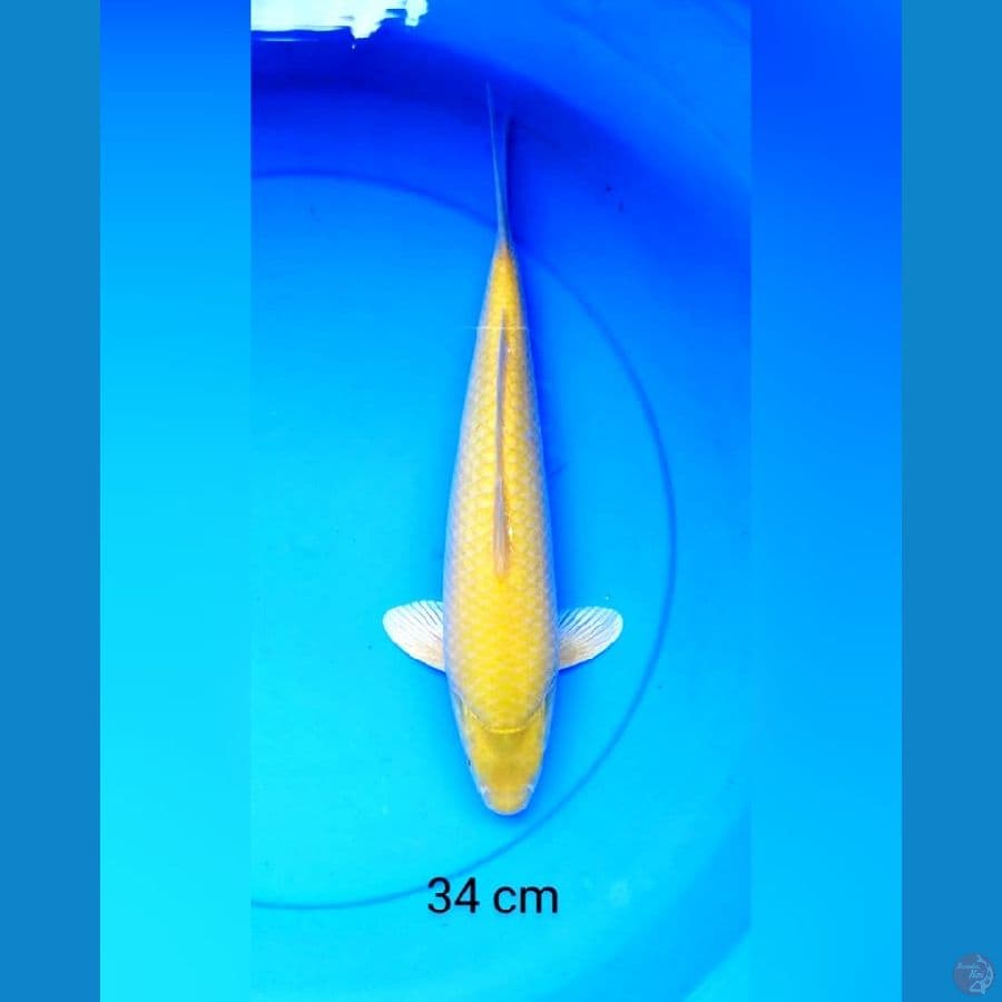 Karashi punuk 34 cm