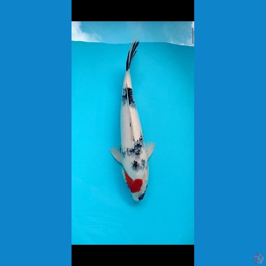 Tancho Showa 45cm