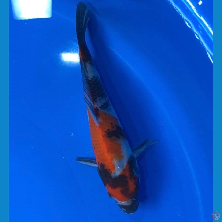 SHOWA 18 cm