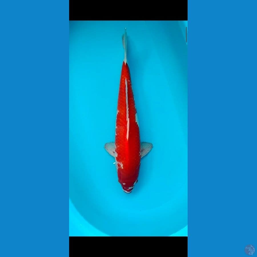 Kohaku 50cm