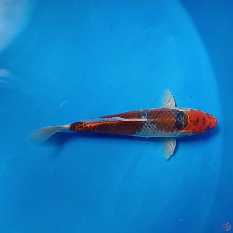 GOSIKI 30 CM