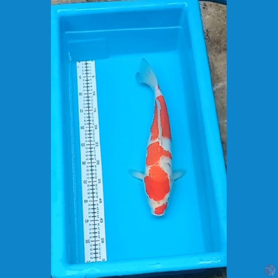 Kohaku 42 cm