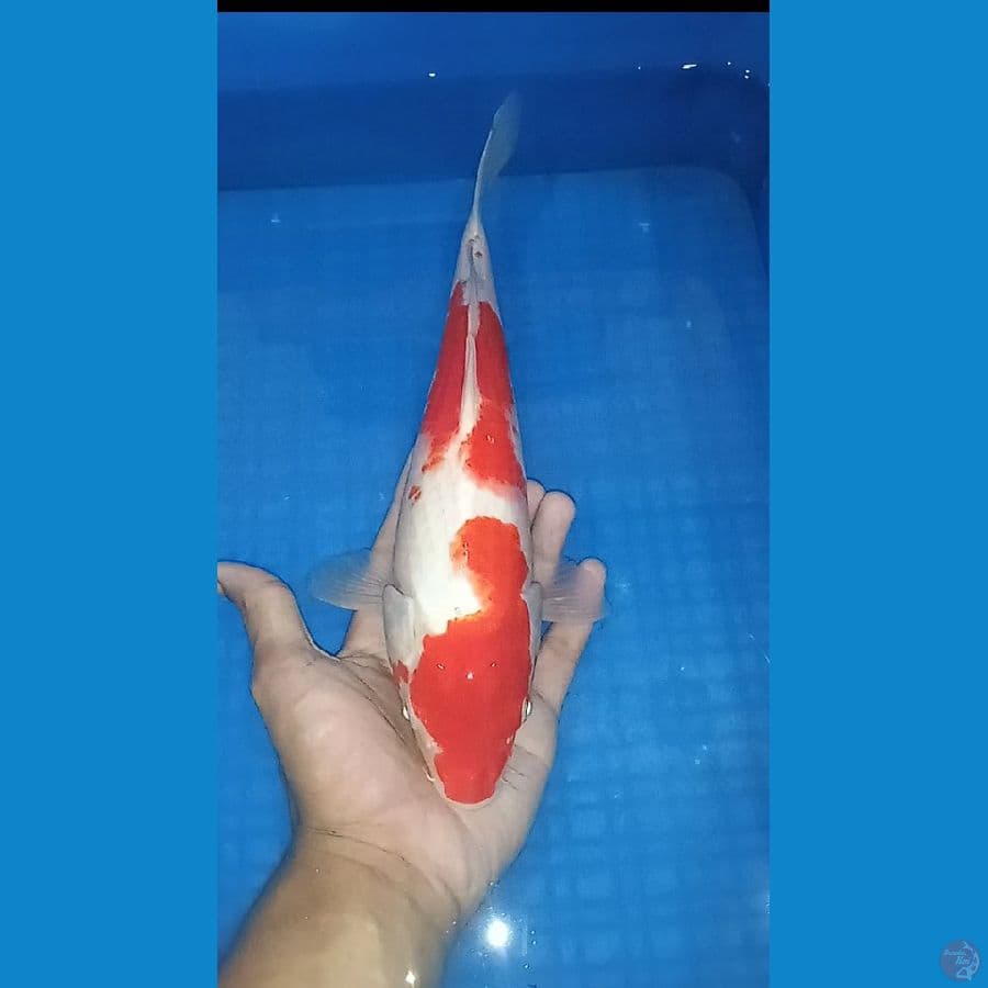 kuhaku 33 cm