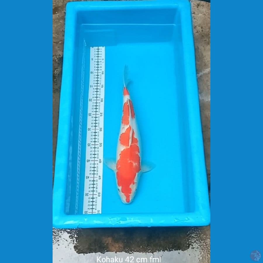 Kohaku 42 cm