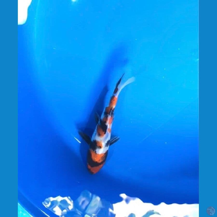 SHOWA 19 cm