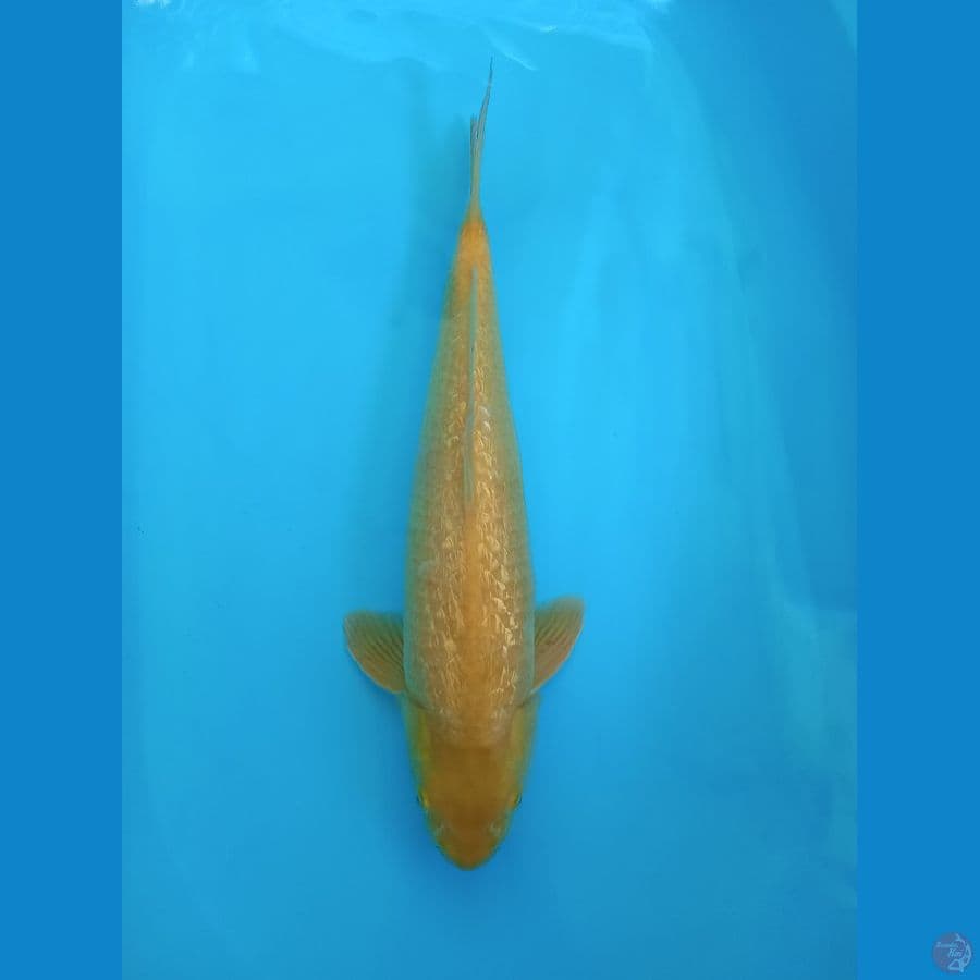 Karasi Ginrin - 41cm Male