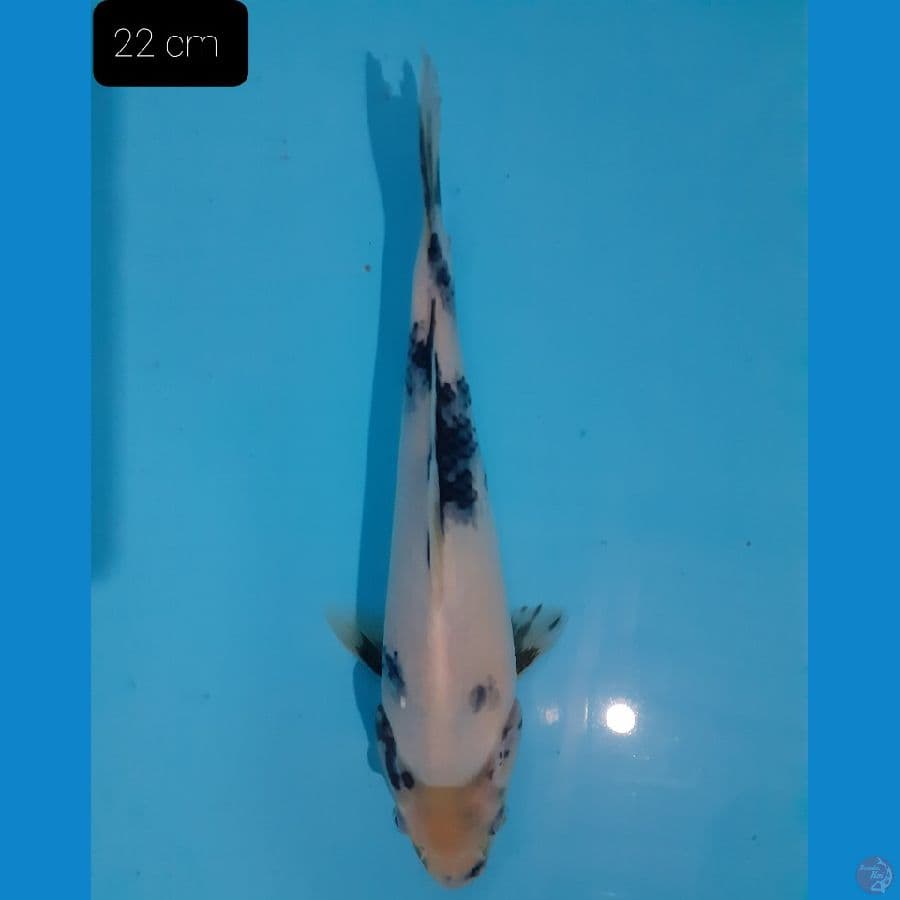 Shiro 22 cm