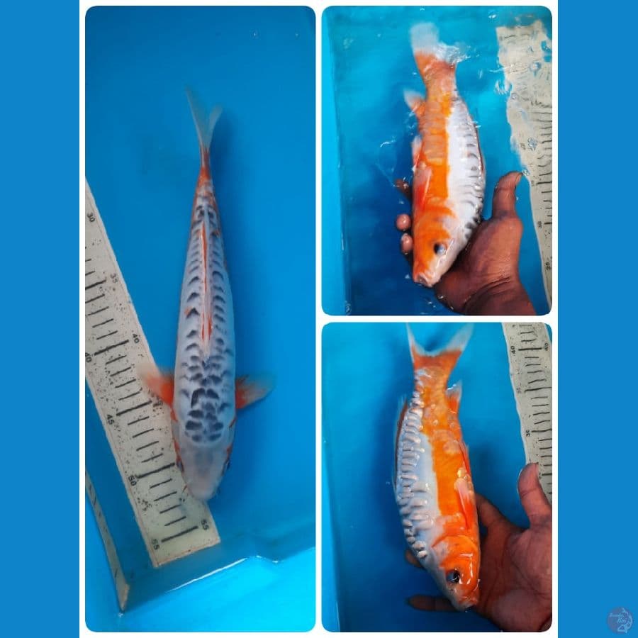 shusui 30cm