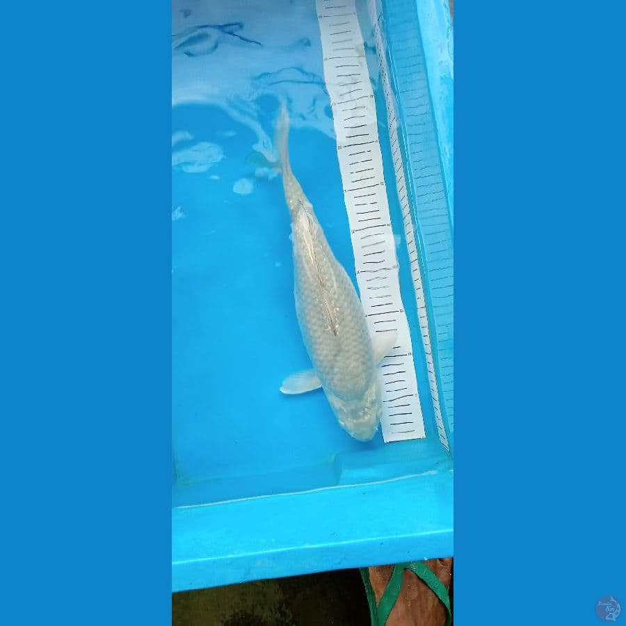 sargoi 36 cm