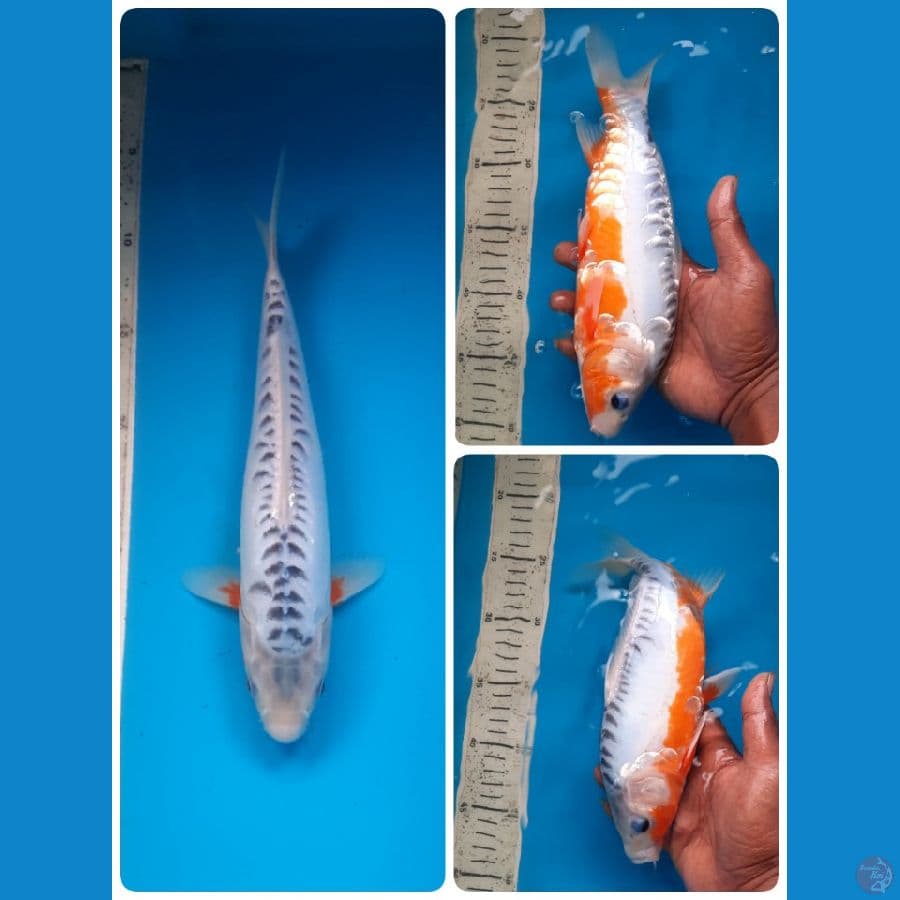 shusui 29cm