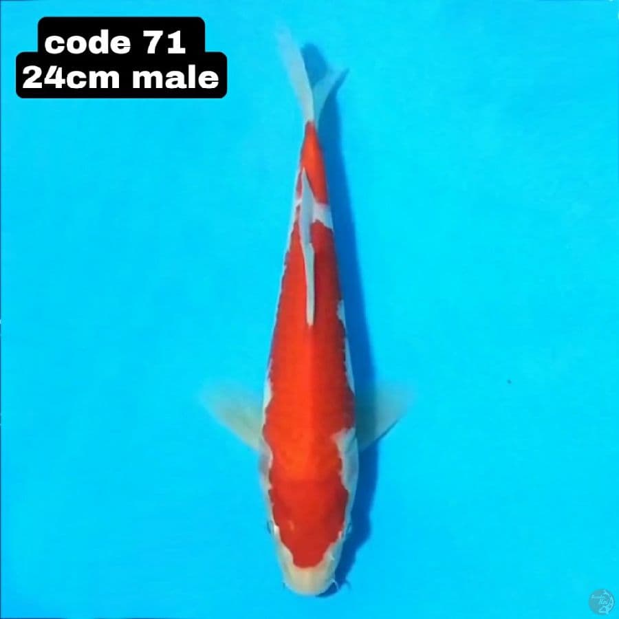 KOHAKU MERAH ORIGINAL