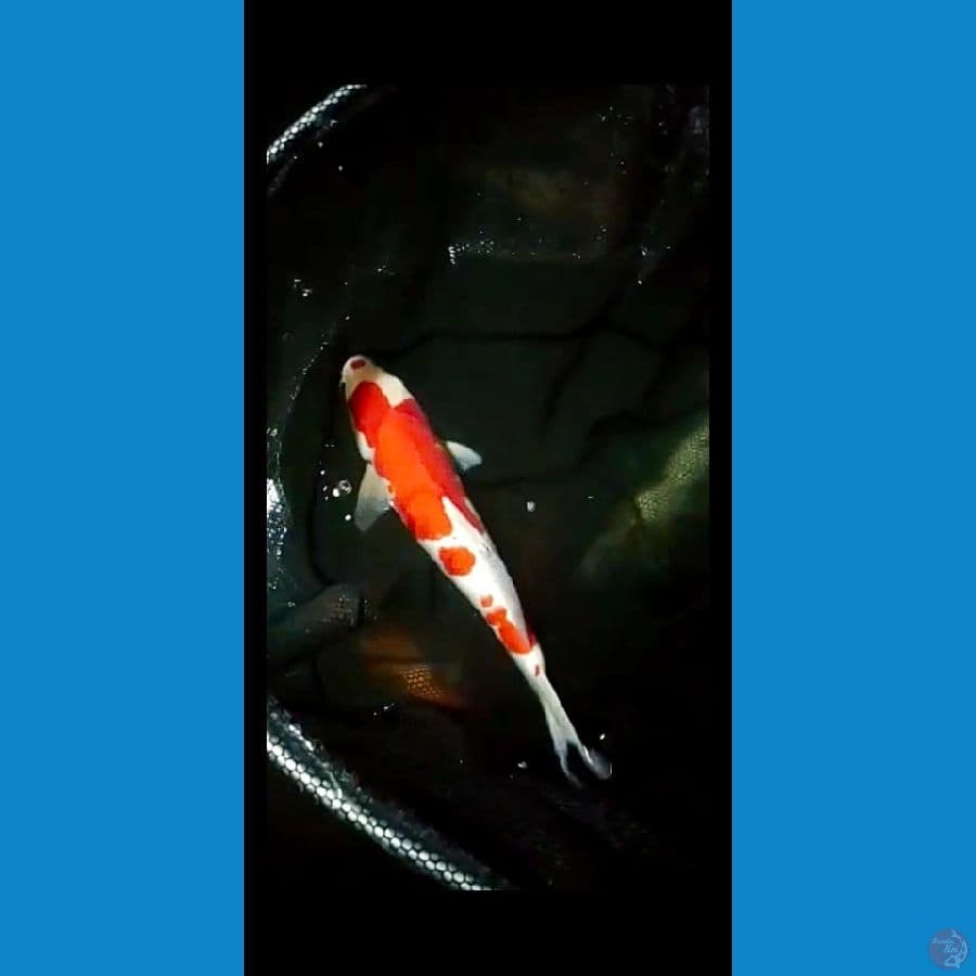 kohaku stronger/halus