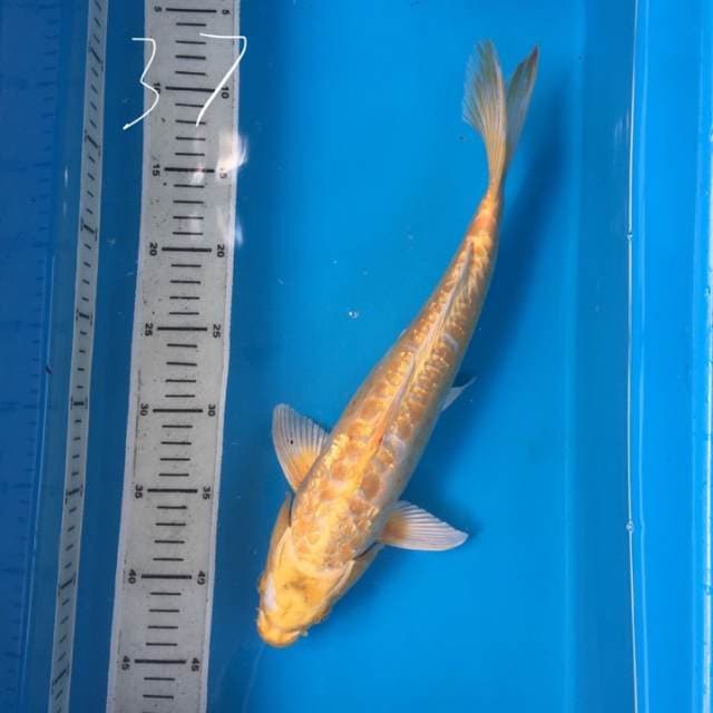 Yamabuki ogon aragoke