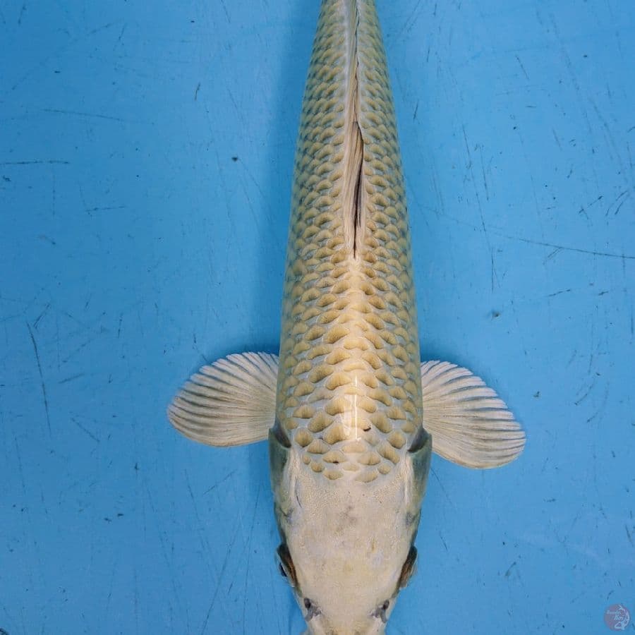 MUKASHI 37 cm