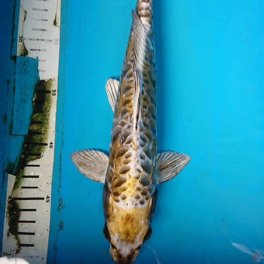 MUKASHI ARAGOKE 31 cm