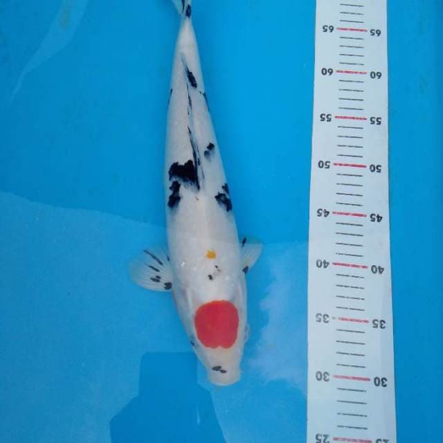 Tancho Sanke 40cm