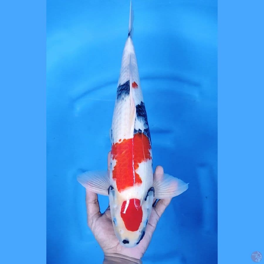 MARUTEN SHOWA STRONG MALE # 44CM