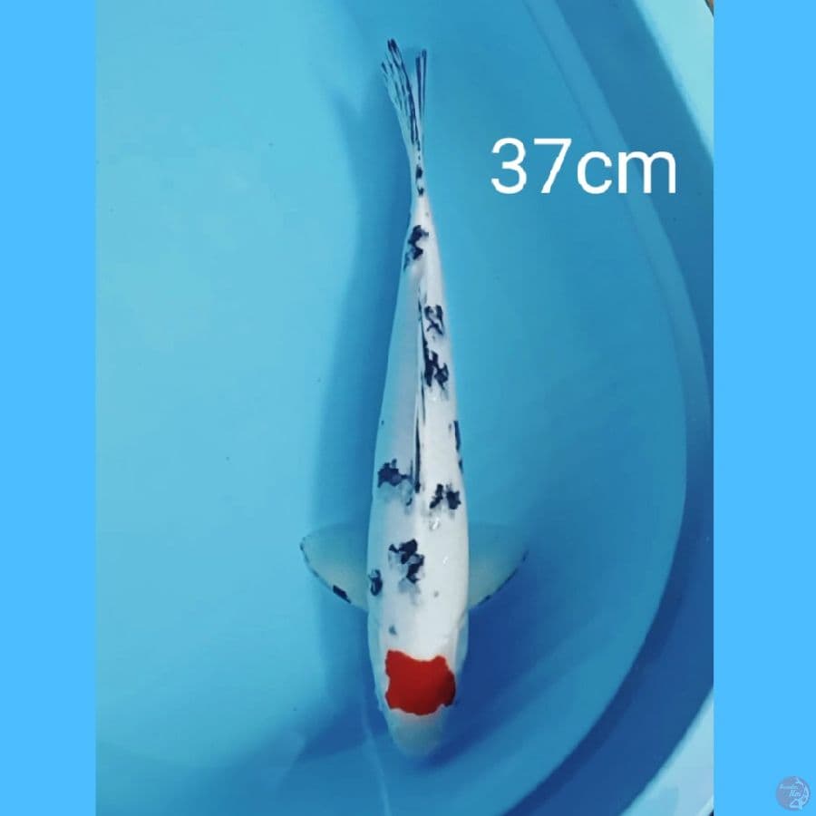 Tancho sanke original 37cm