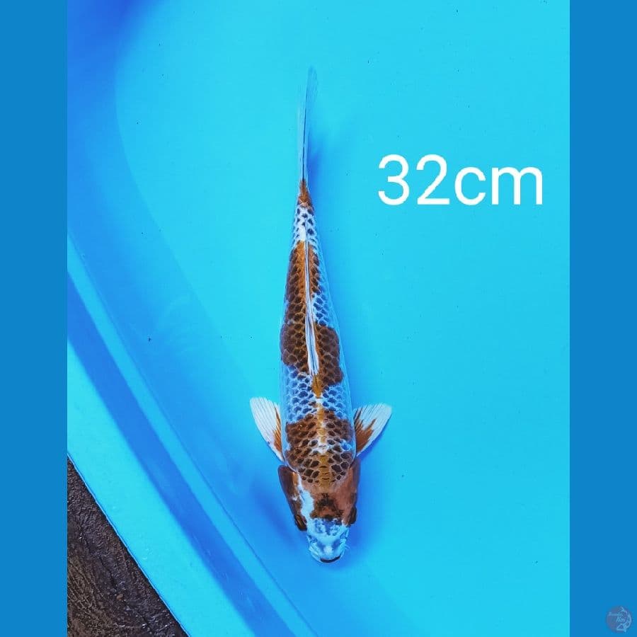 kujaku motoaka 32cm
