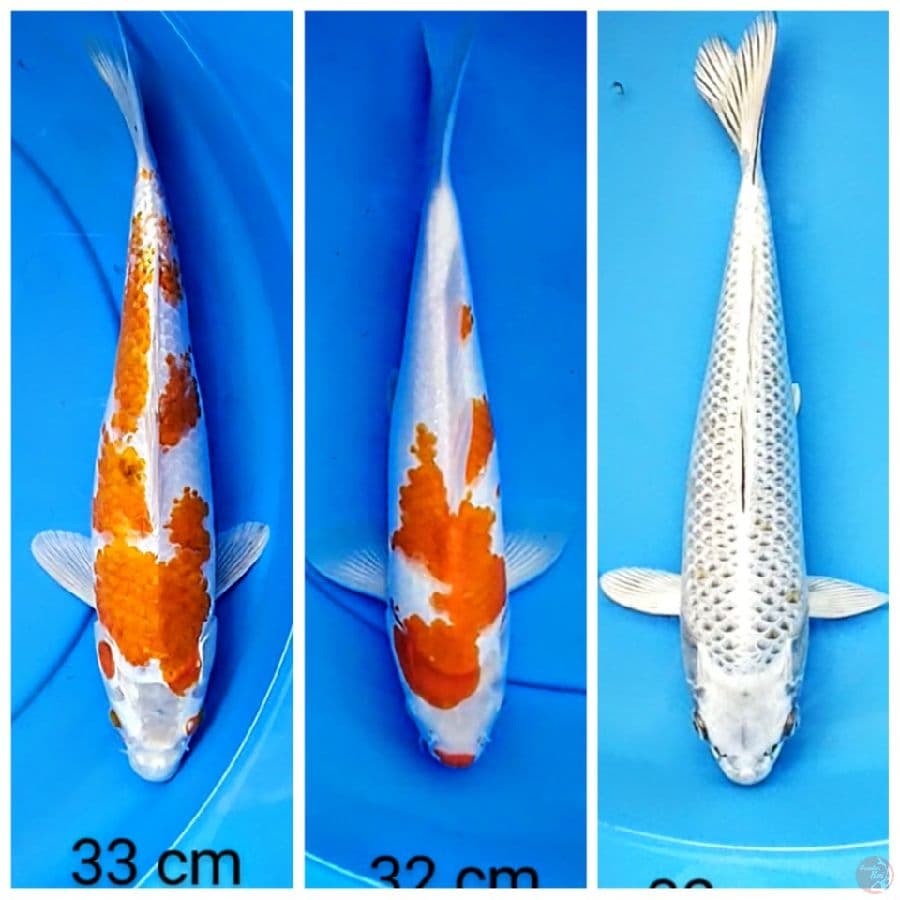 mix 32-33 cm