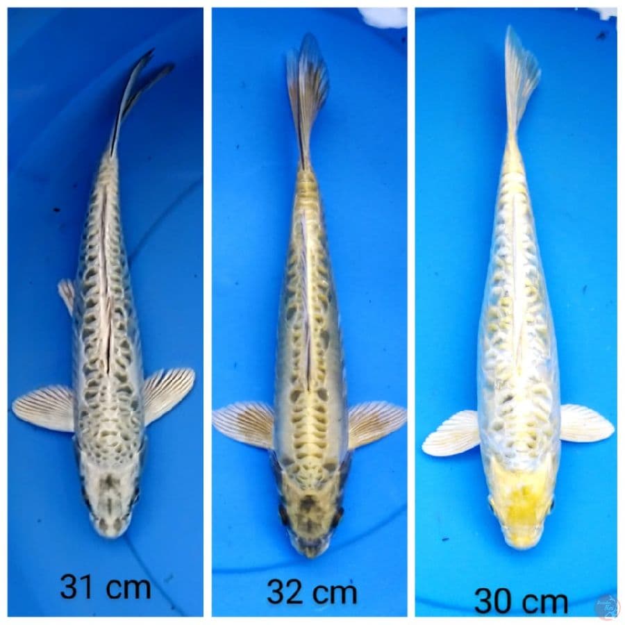 kawarimono 30-32 cm